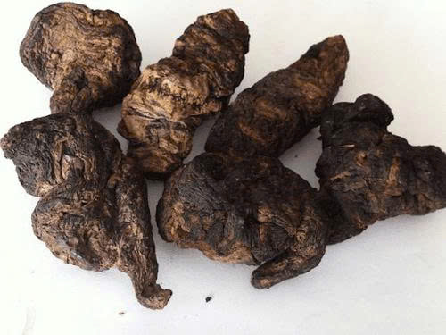 Vị Thuốc Sinh Địa